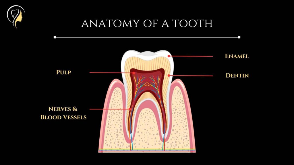anatomy of a tooth