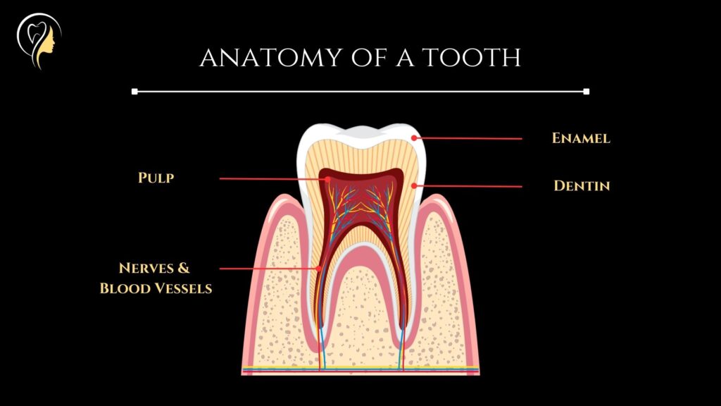 What is Root Canal? A Comprehensive Guide (2024) by Dr Saurabh Pakhale 2 anatomy of a tooth